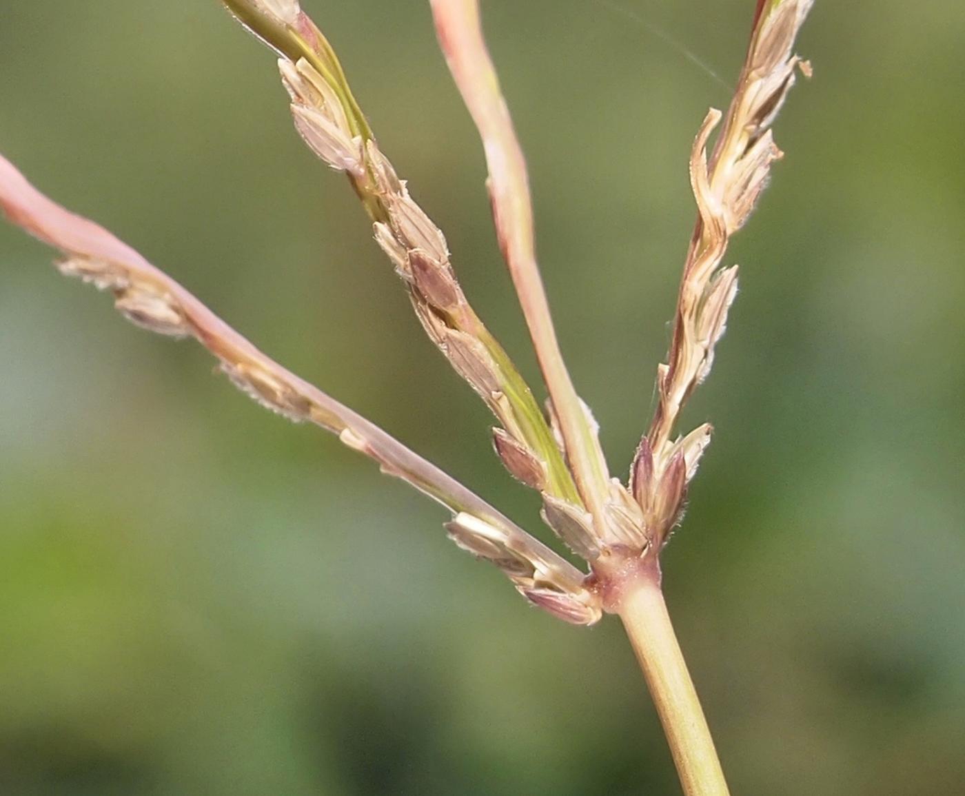 Finger-grass, Common fruit